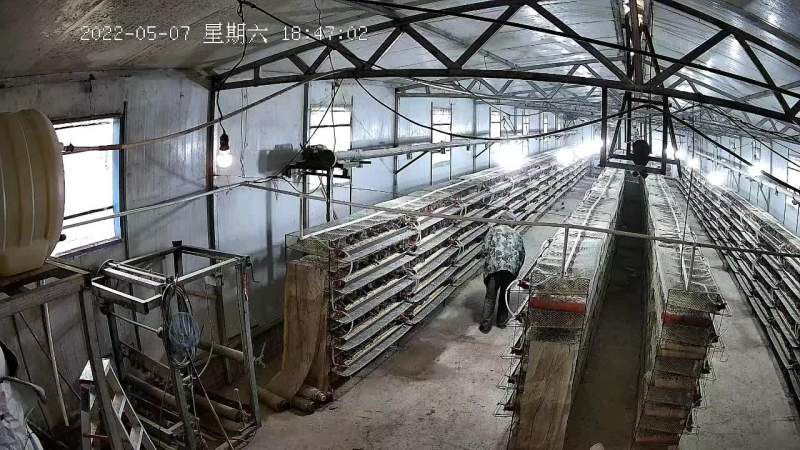 鹌鹑蛋