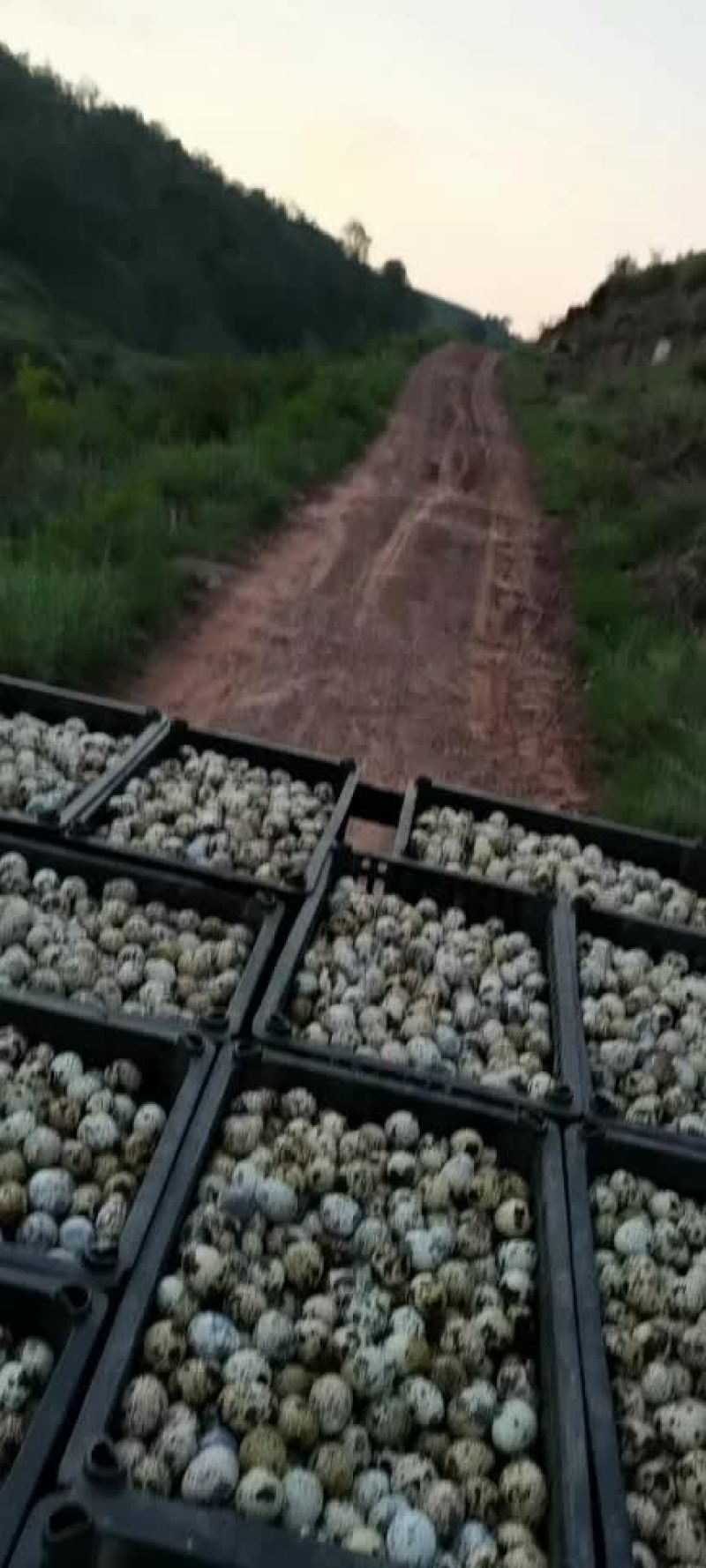 鹌鹑蛋