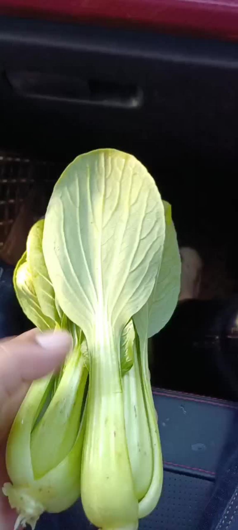 上海青