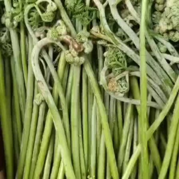 蕨菜