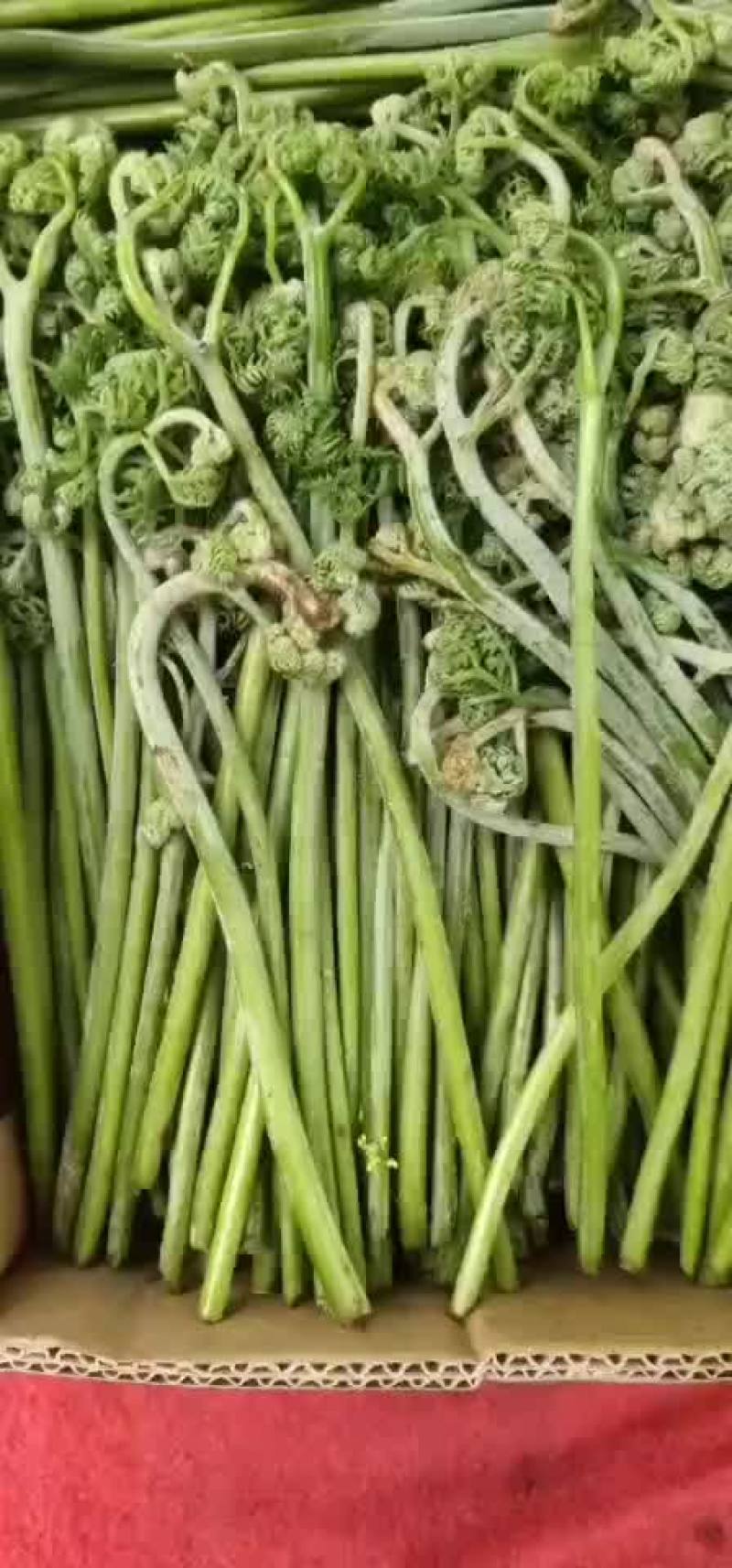 蕨菜