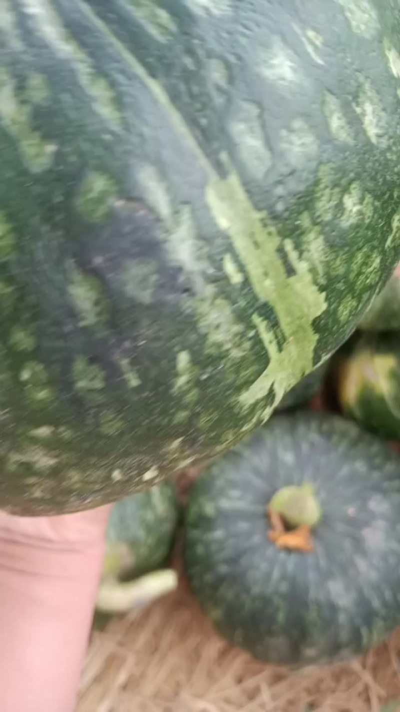 板栗南瓜大量有货要的联系