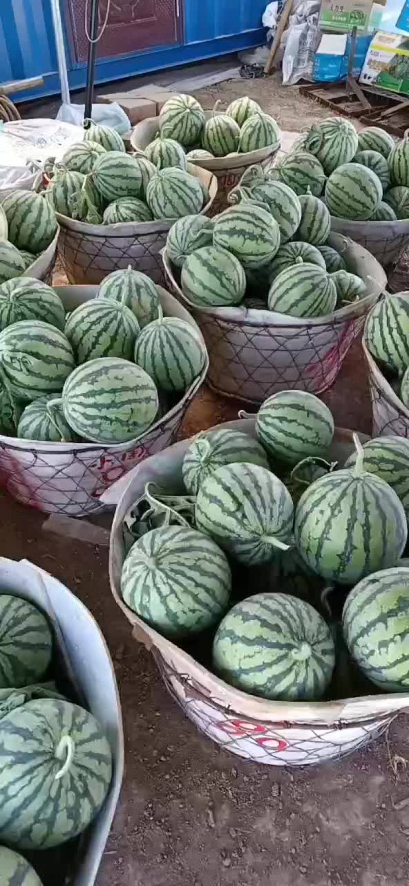 浙江大棚麒麟瓜西瓜8424二茬有籽上市