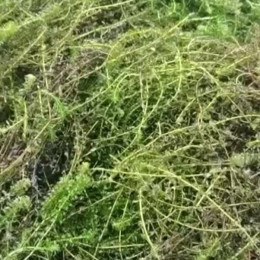 出售伊乐藻！有需要的长期联系