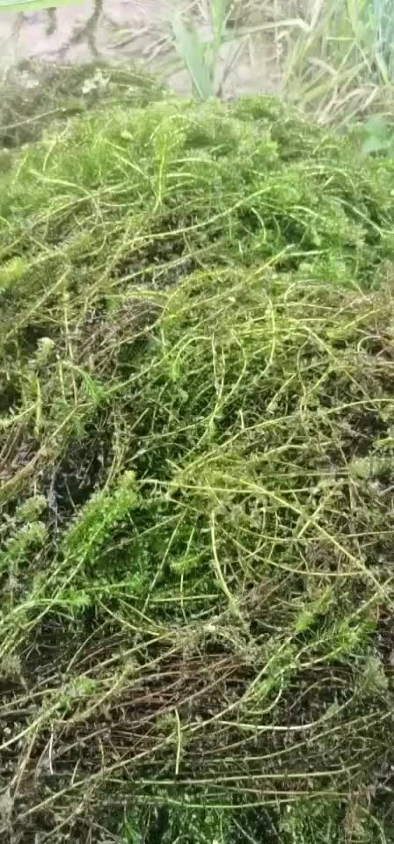 出售伊乐藻！有需要的长期联系