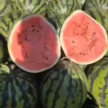 精品甜王西瓜