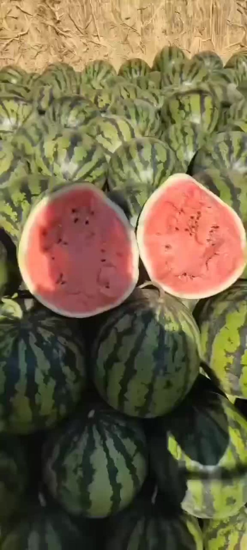 精品甜王西瓜