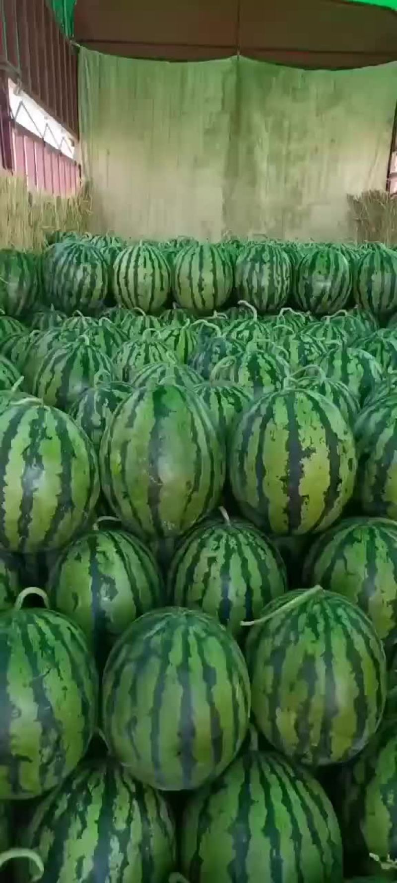 精品甜王西瓜