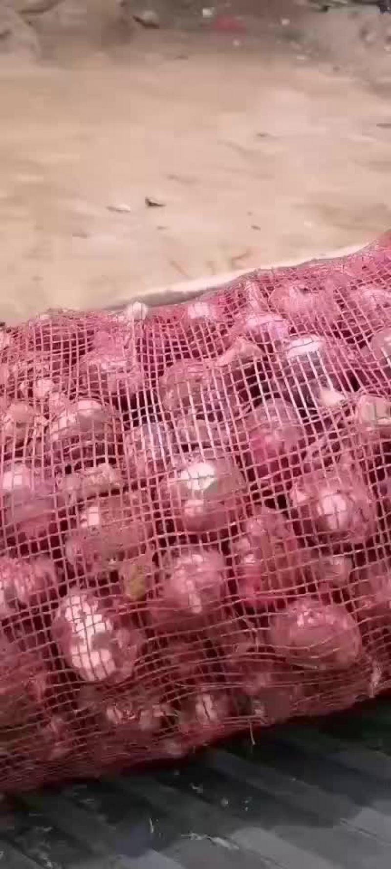 基地大蒜，质量好，货源充足，欢迎各位老板前来采购