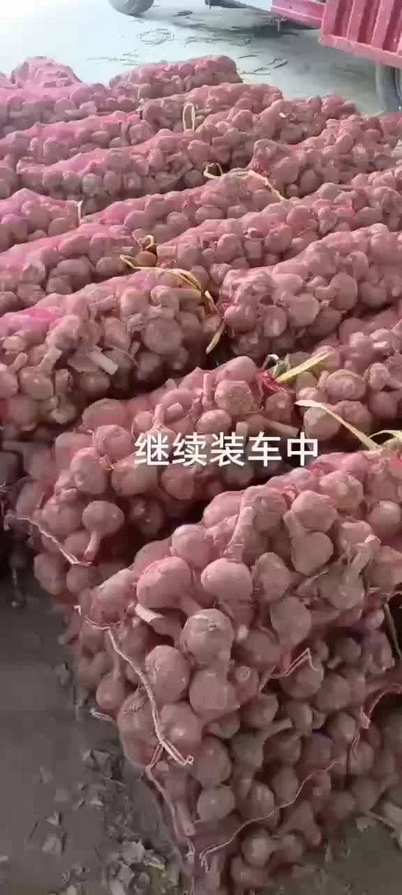 基地大蒜，质量好，货源充足，欢迎各位老板前来采购