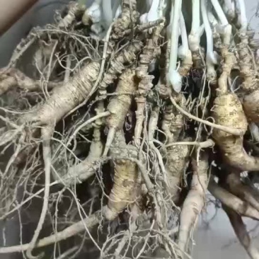 人参，林下参
