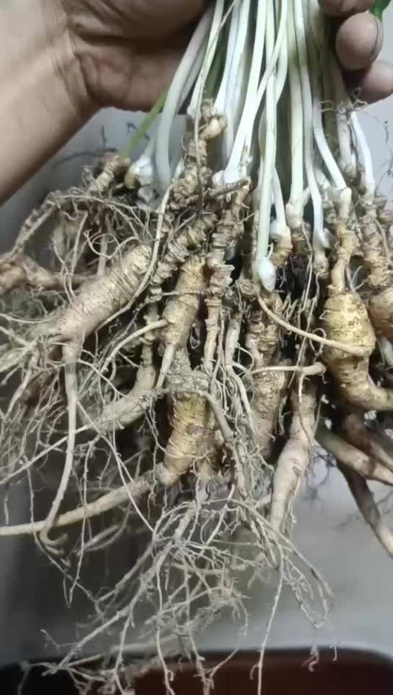 人参，林下参