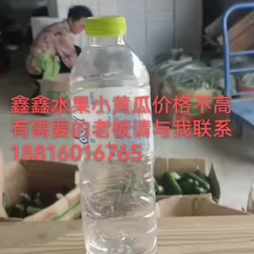 水果小黄瓜
