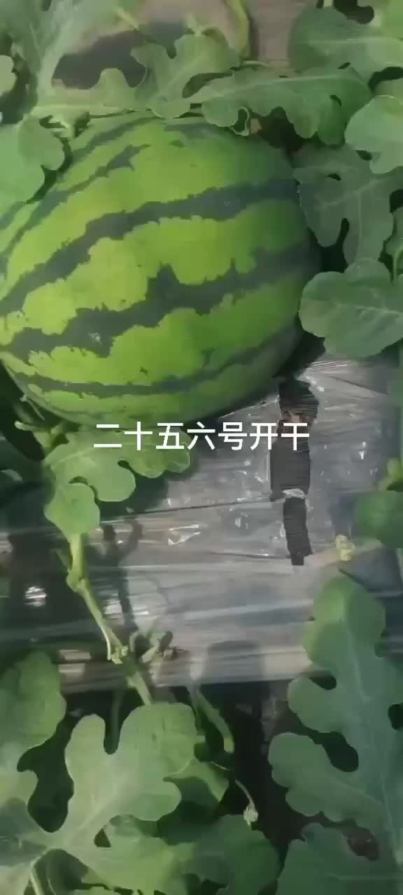辽宁省凌海市冷棚甜王西瓜大量上市，十二三度糖，大红瓤