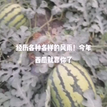 西甜瓜正在上市中