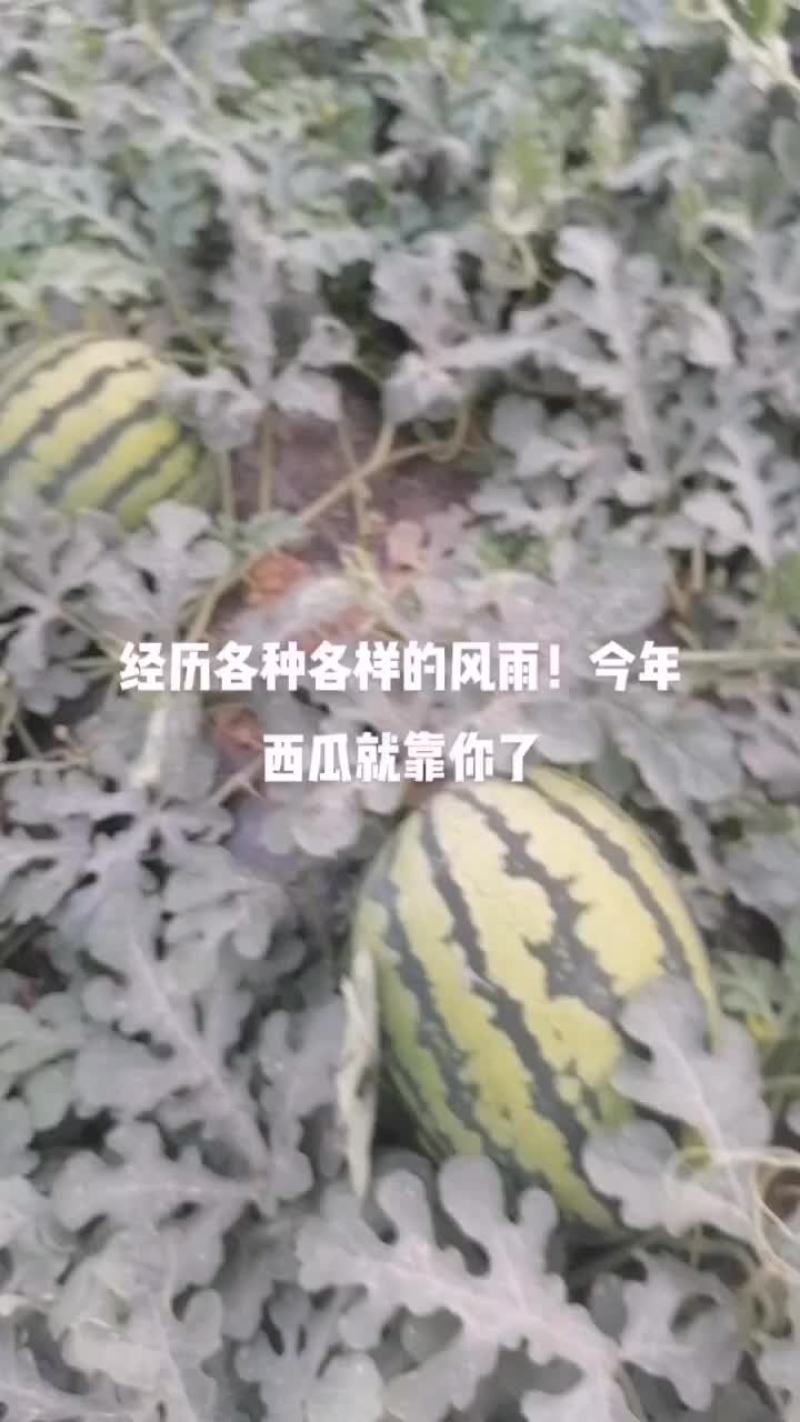 西甜瓜正在上市中