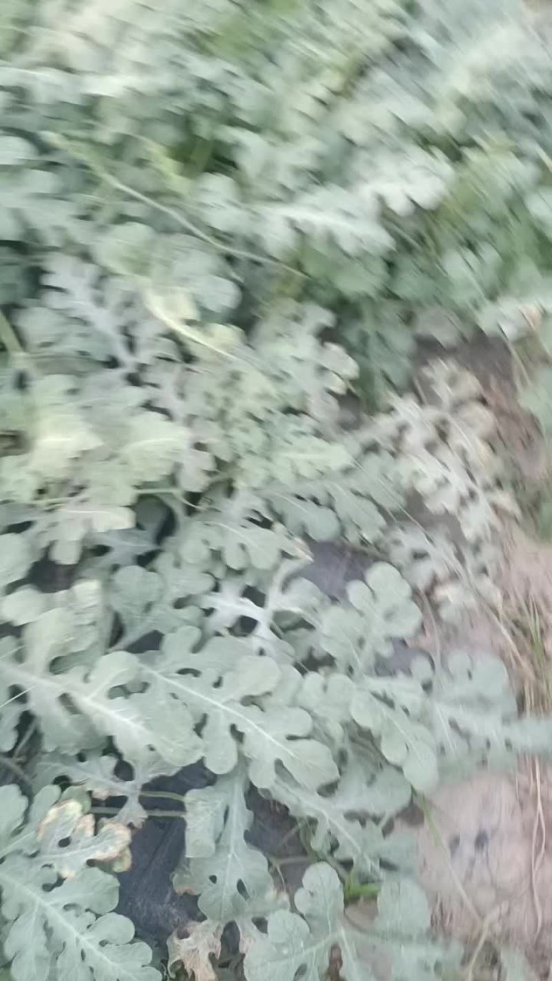 德州8424西瓜