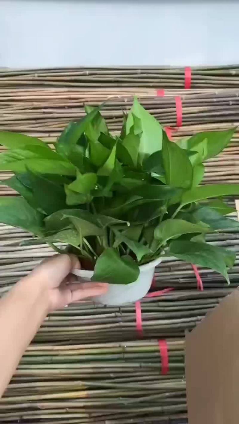 绿萝180#绿萝AAA级货，大部分地方包邮
