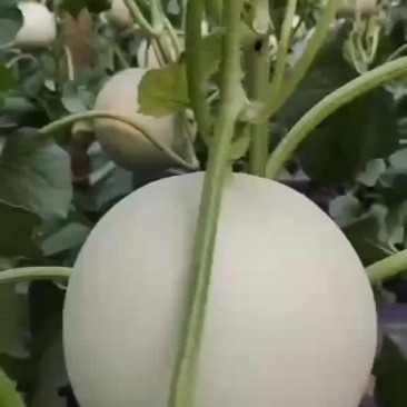 玉菇甜瓜