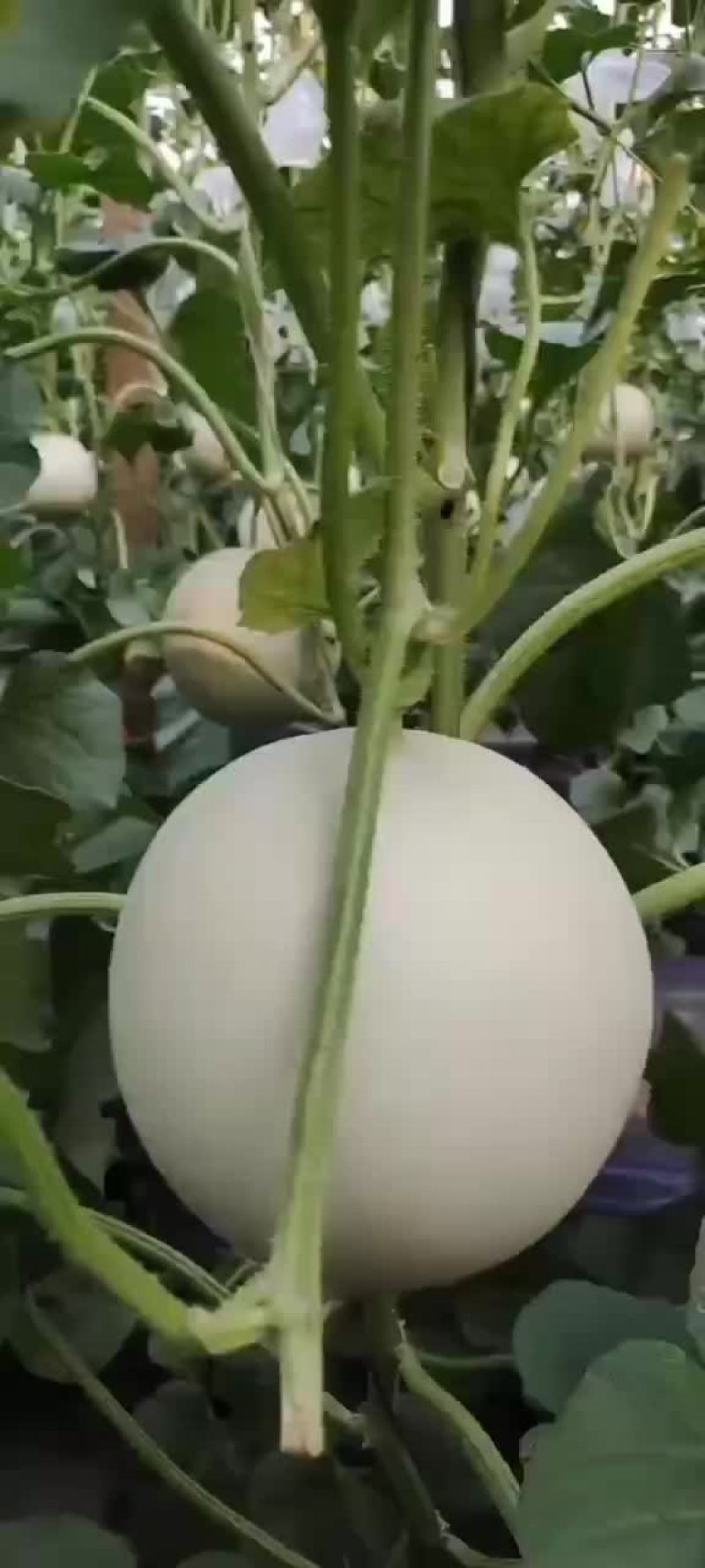 玉菇甜瓜