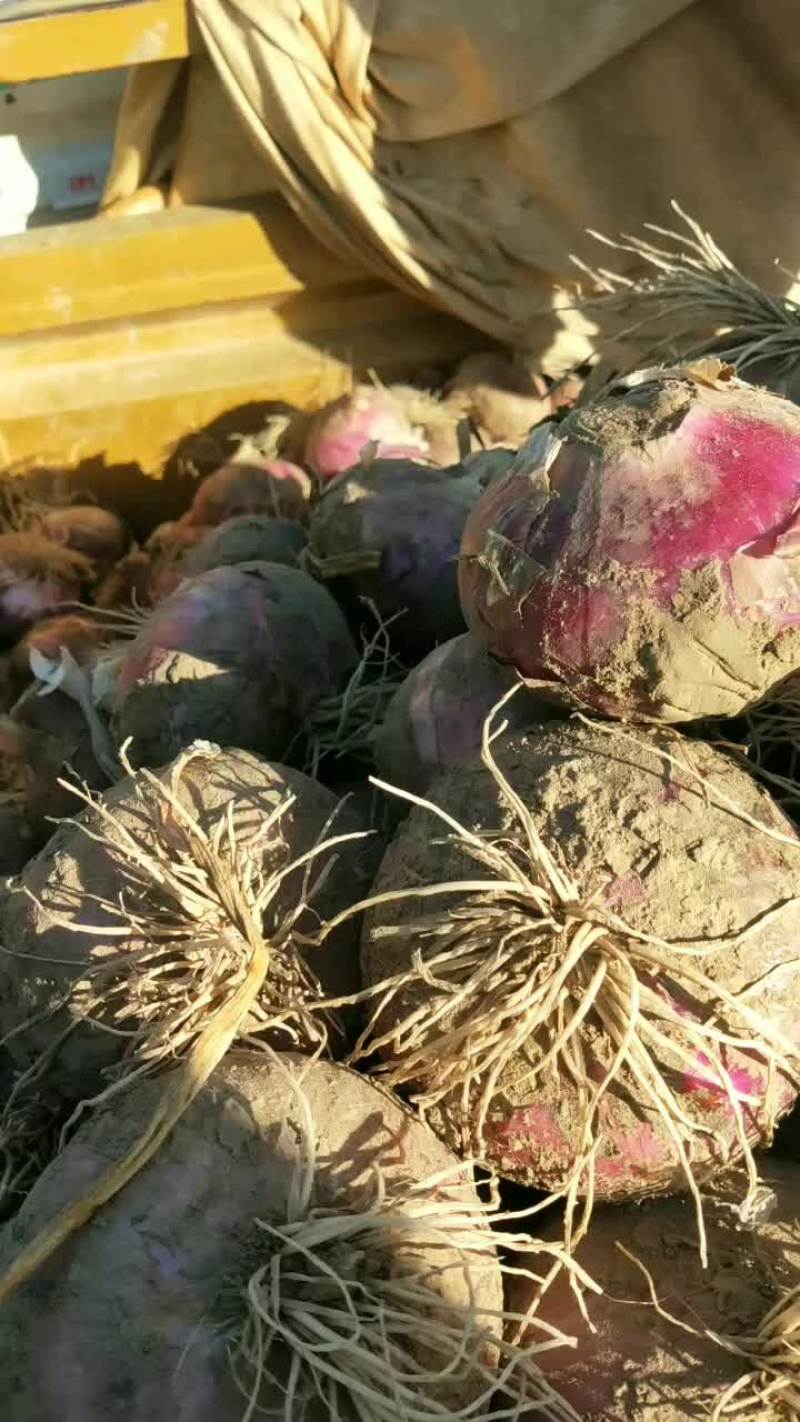 大量现货