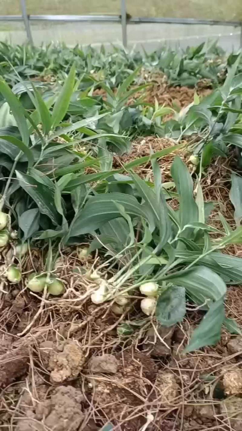 黄精苗，多花黄精不倒苗，甜黄精基地直销欢迎各位老板前来