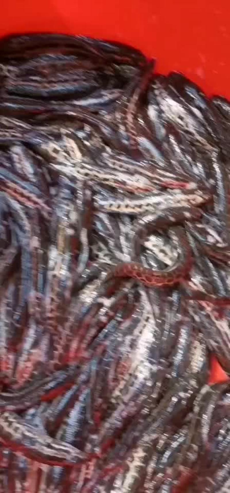 杂交黑鱼苗生鱼苗乌鳢鱼苗快大好养抗病能力强产地直供