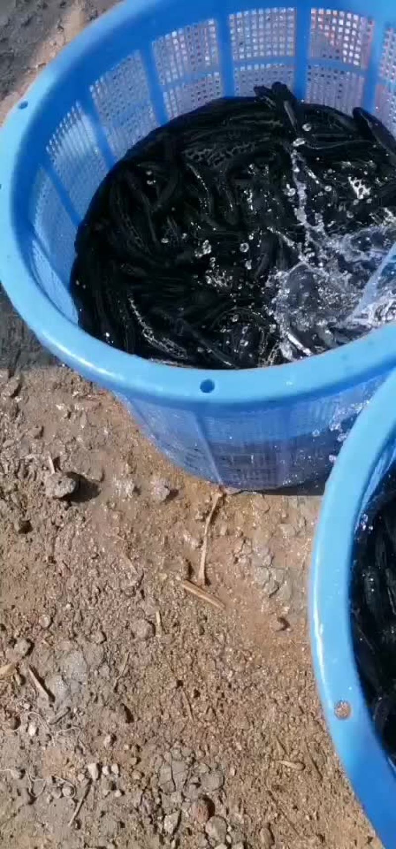 杂交黑鱼苗生鱼苗乌鳢鱼苗快大好养抗病能力强产地直供
