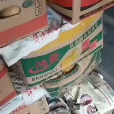 荷兰系列