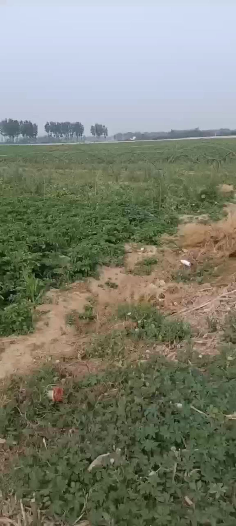 荷兰系列