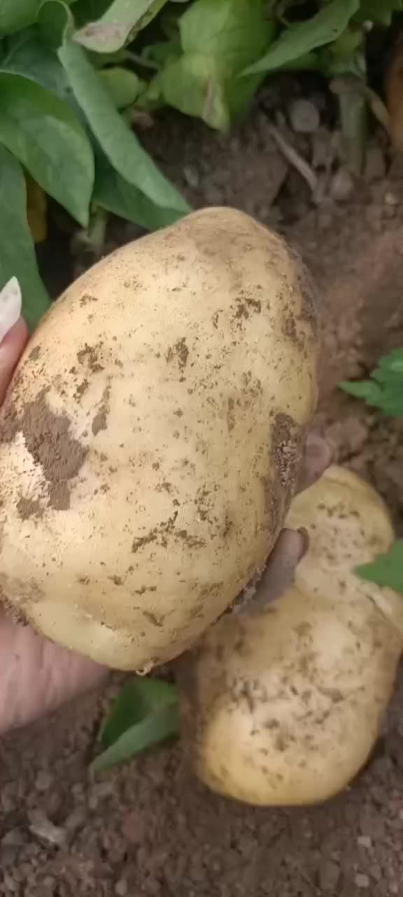 荷兰系列
