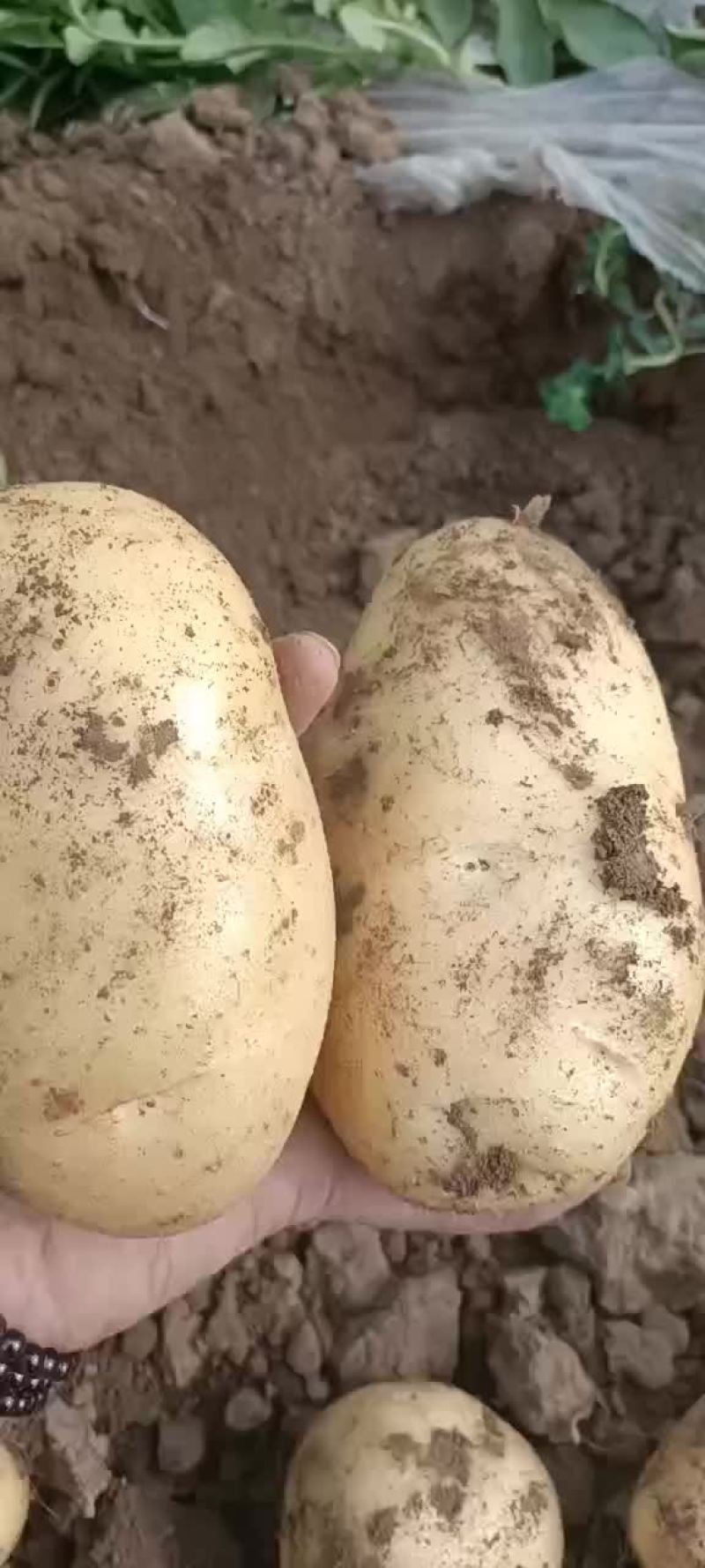 荷兰系列