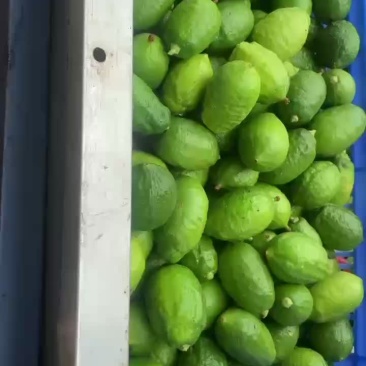 柠檬