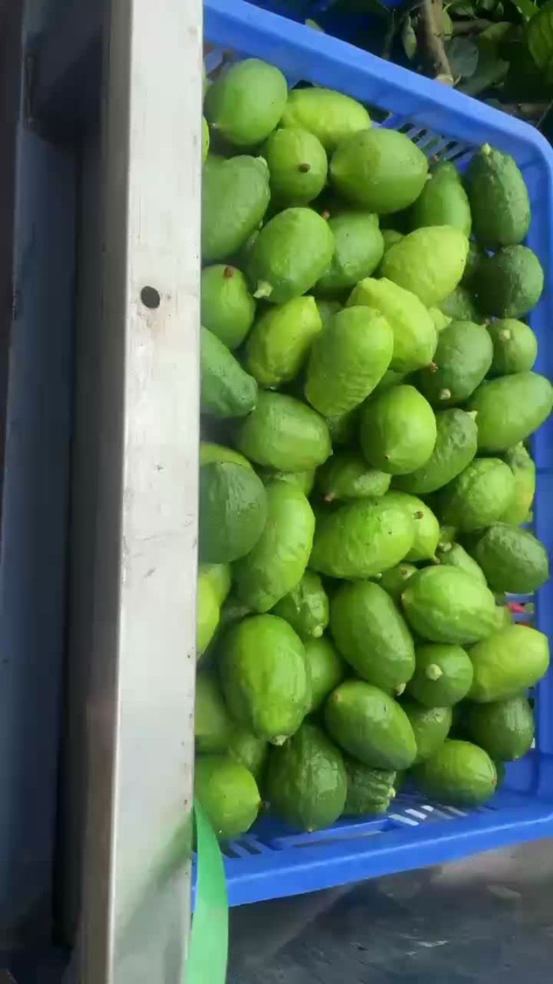 柠檬