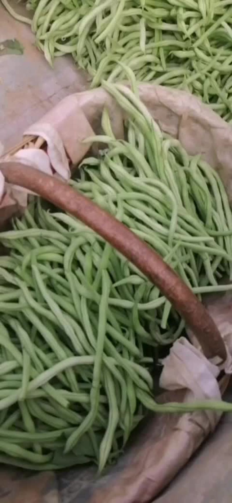 架豆王