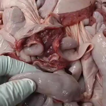 母猪开边大花肠，纯干不水，正常水分，《热销产品》