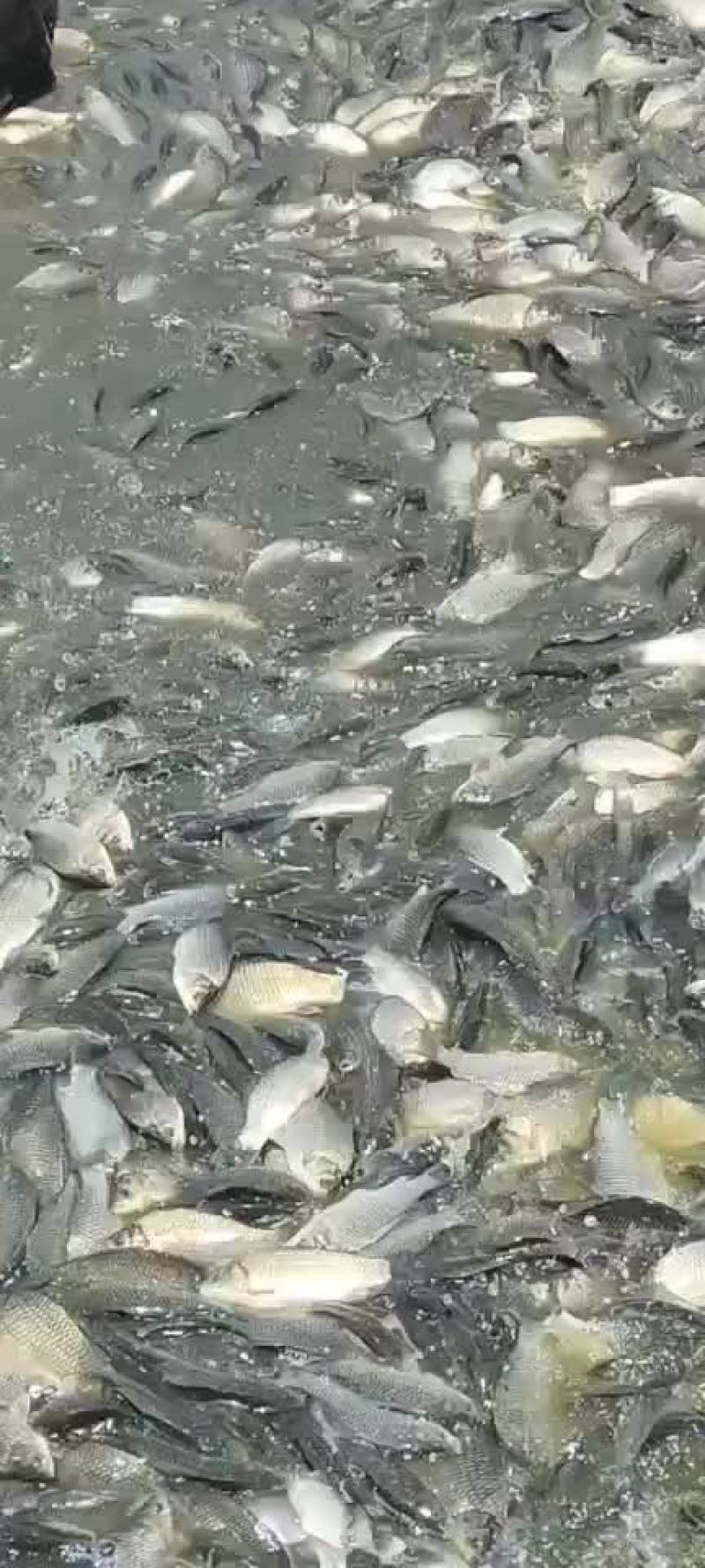 精品鲫鱼