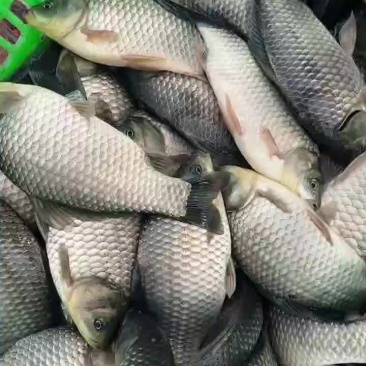 精品鲫鱼