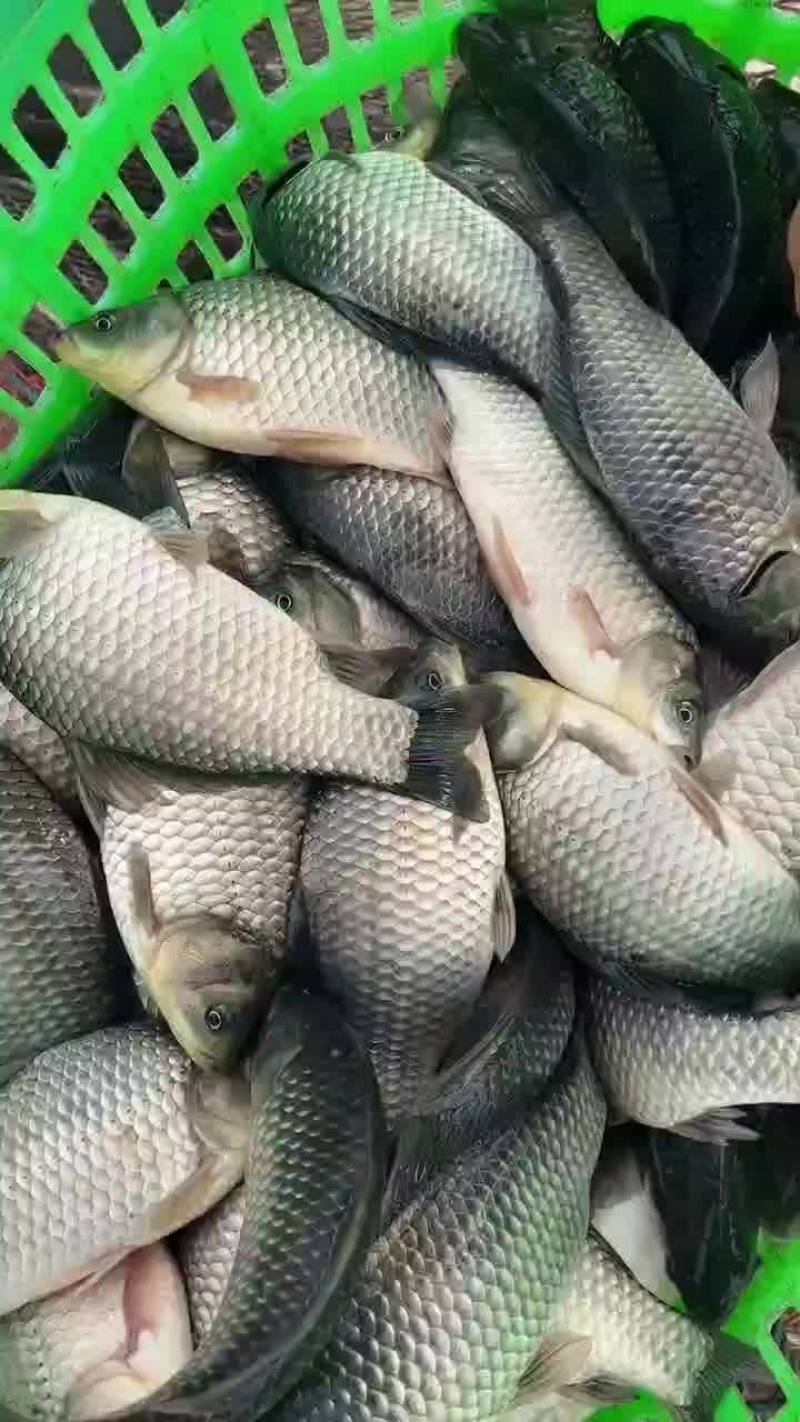 精品鲫鱼