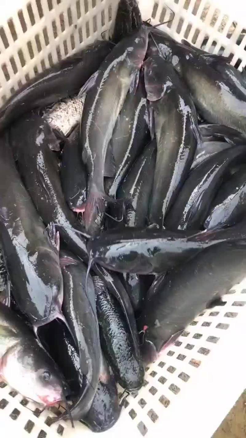 鮰鱼