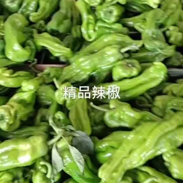 精品辣椒