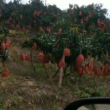 芒果