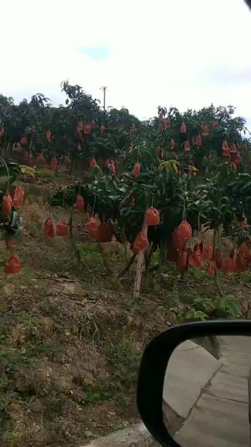 芒果