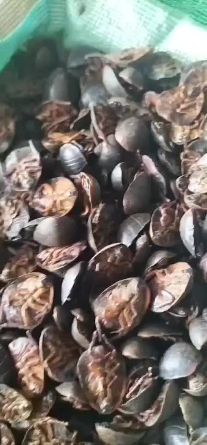 纯野生土元
