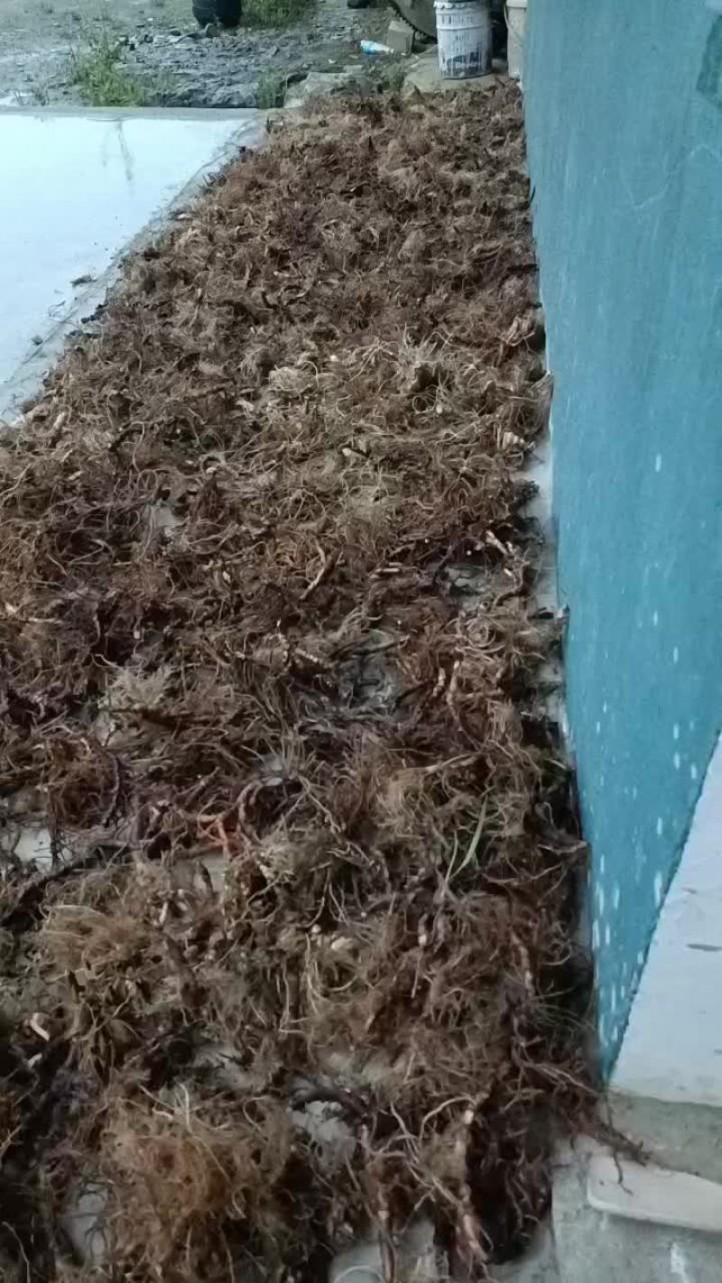 野生石菖蒲