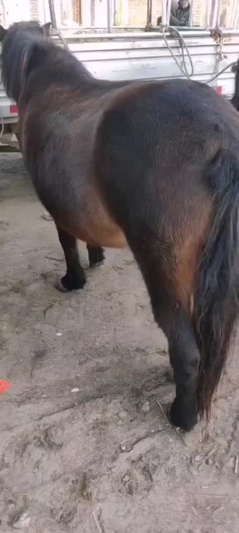 甘肃天水，各种牛，马，毛驴，骡子，各种大型牲畜