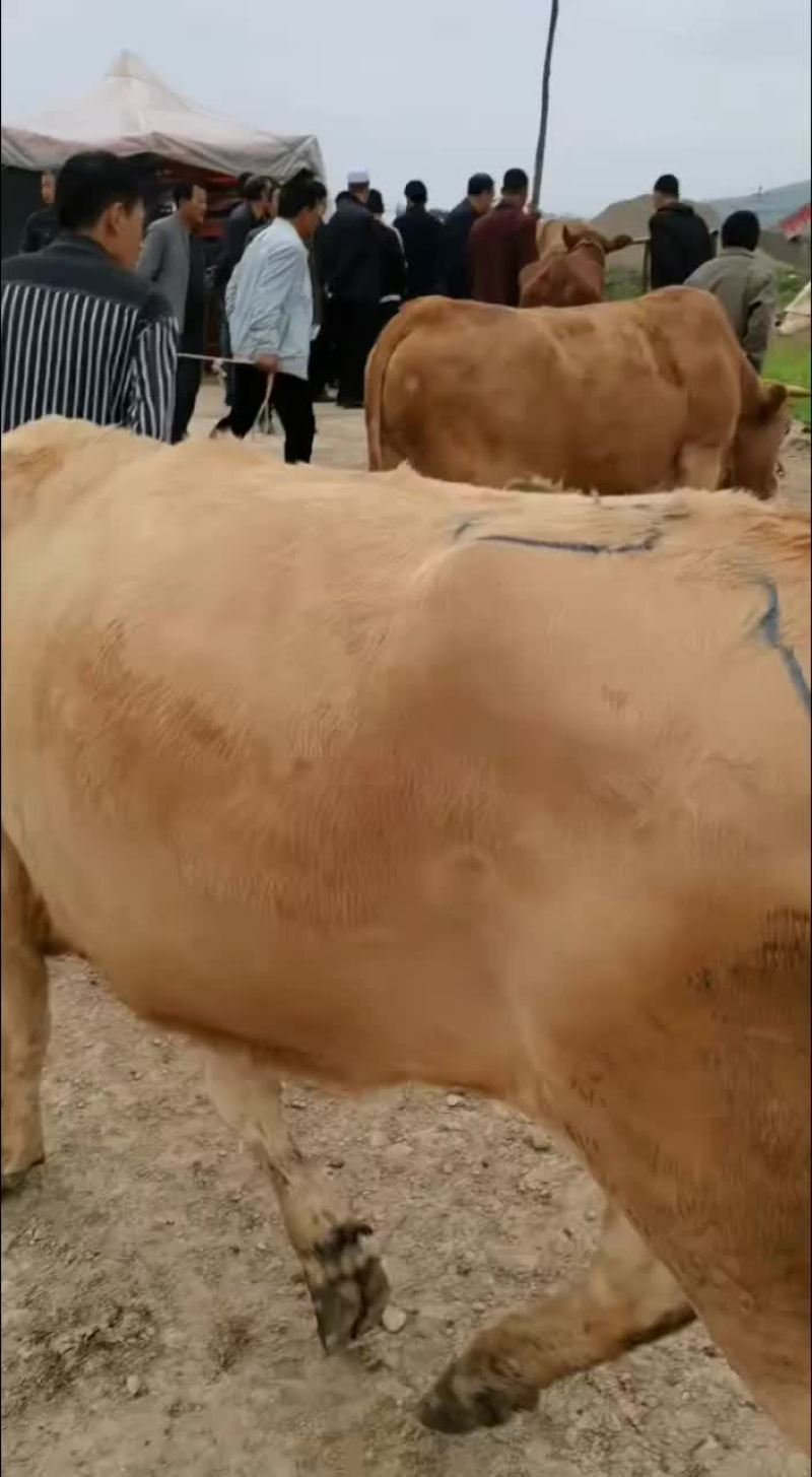 甘肃天水，各种牛，马，毛驴，骡子，各种大型牲畜