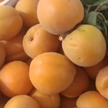 金太阳杏