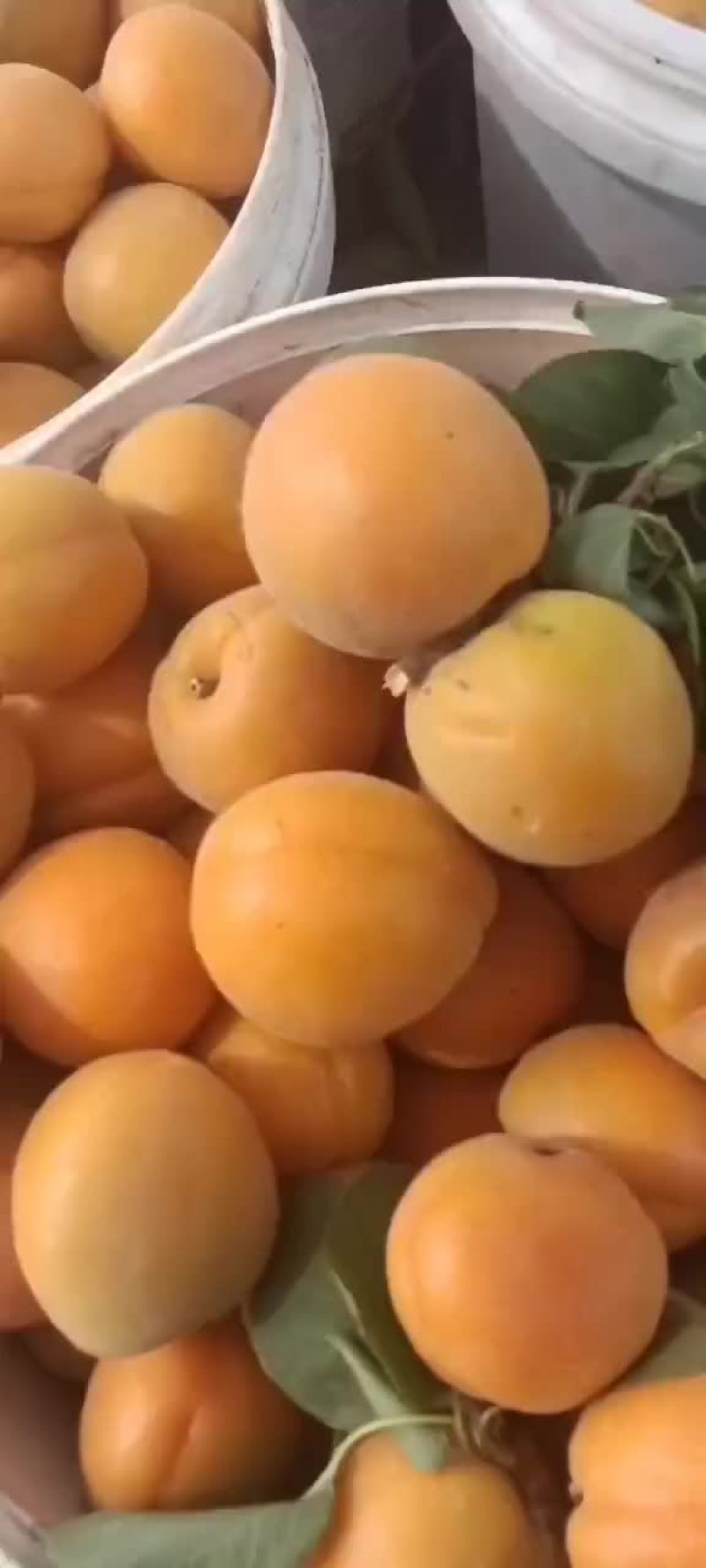 金太阳杏