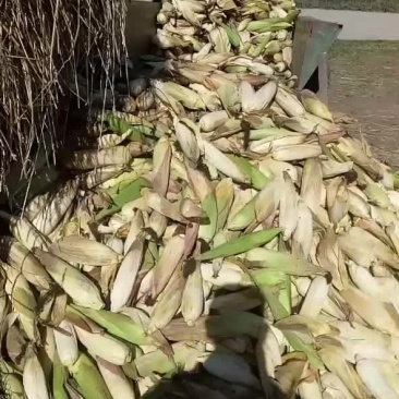 山地无公害玉米，